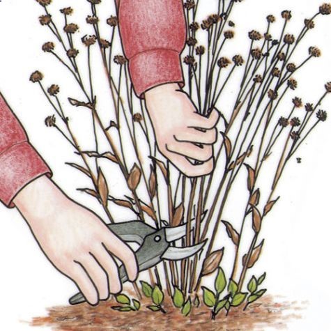 A Gardeners Checklist for Early Spring You have chores, and we can help you do them efficiently with expert advice on winter cleanup, spring pruning, sowing seeds, planting late-season bulbs, creating containers, and planning a vegetable garden.