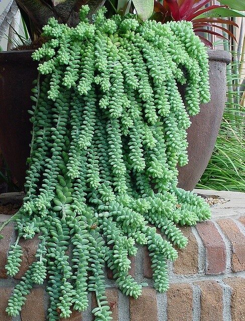 Sedum morganianum