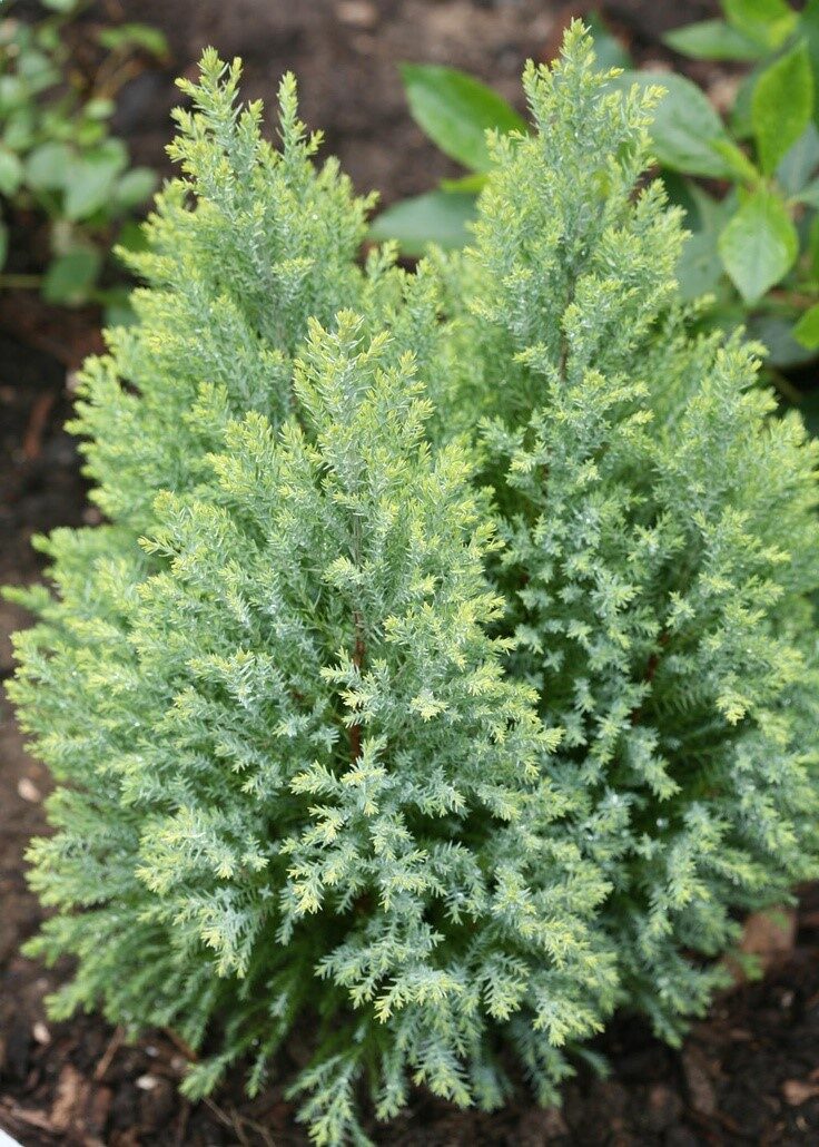 A cute little evergreen with blue-green juvenile foliage. It is a compact, upright, pyramidal plant with soft Blue-green evergreen foliage. Compact, pyramidal habit. Deer resistant.Sun to part sun. Foliage Interest Fall Interest Winter Interest Resists: Deer Characteristics Shrub Type: Evergreen Height Category: Medium Garden Height: 12 – 48 Inches Spacing Maximum: 36 Inches Spread: 6 – 24 Inches Foliage Colors: Blue Foliage Shade: