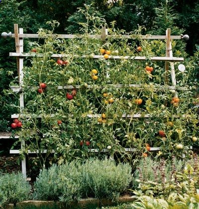 Trellis For Tomatos or Cucumbers