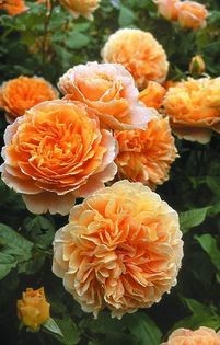 princess-margareta-rezervat – STOC TR ENGLEZESTI vanzare 2014