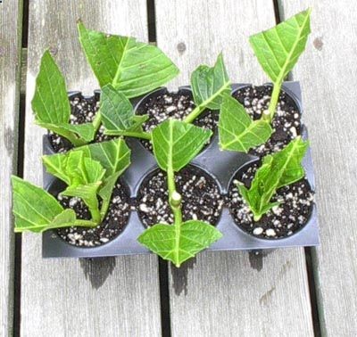 propagation of hydrangeas… super easy!