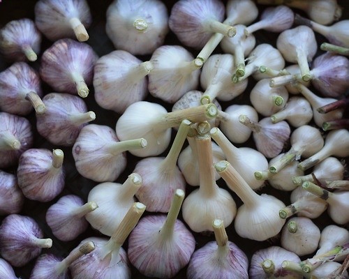By pinner Swarms of Mosquitoes on my patio led me to an old home remedy – Did you know that chopped up garlic makes mosquitoes disappear? I buy minced, dried garlic at local Fiesta grocery stores and sprinkle it around on my patio. I have to stand back as I am using it – mosquitoes will literally swarm out of your plants and bushes to get away from the smell. Works like a charm!!