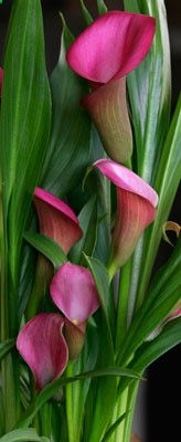 I love Pink Calla Lillies.Im going to put these flowers all over my garden, when I get a house.