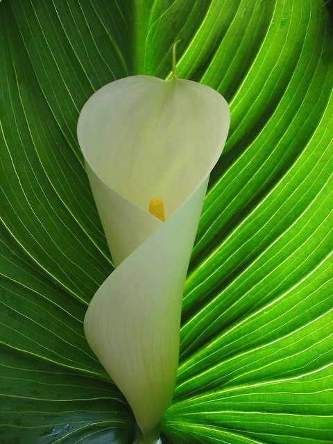 Calla Lily