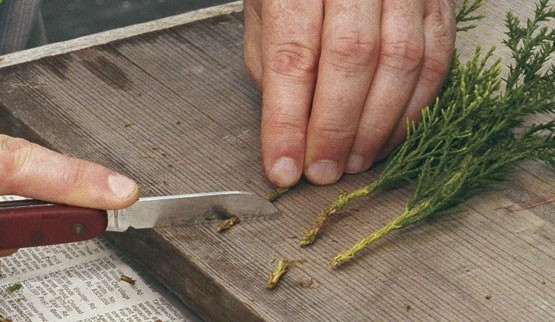 Grow Your Own Conifers from Hardwood Cuttings