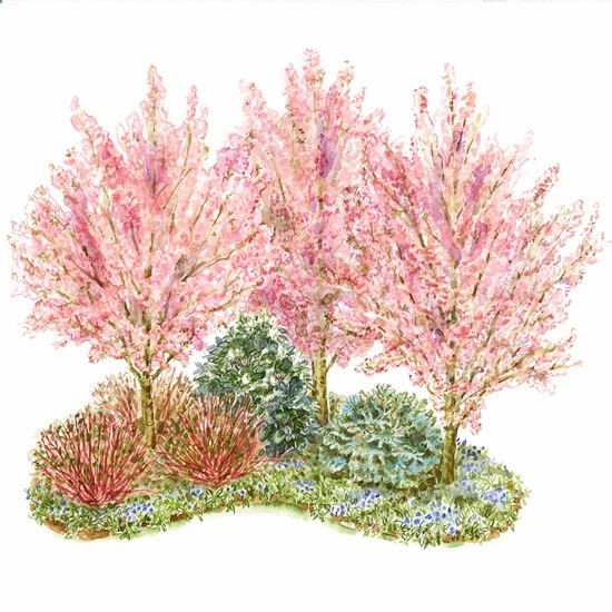 Add Privacy with Shrubs-Use these colorful shrubs and shrub-sized trees to offer year-round interest in your front yard. Plus, enjoy the little extra privacy the plants provide. Garden size: 13 by 11 feet.