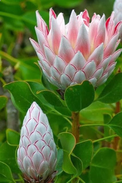 Protea
