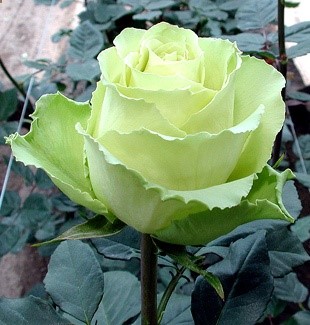 green rose flower
