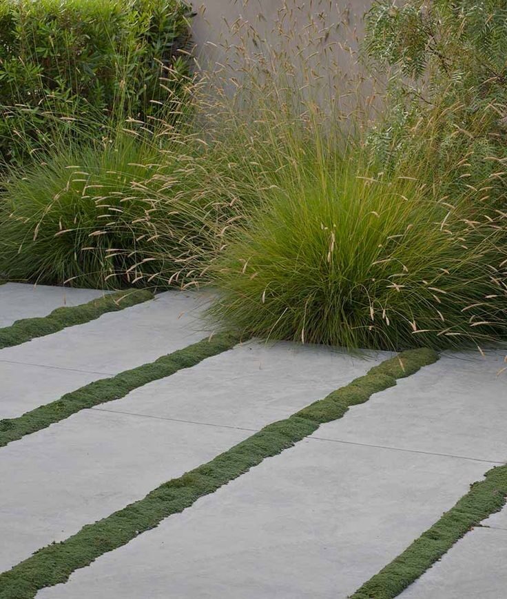 paving with groundcover lines