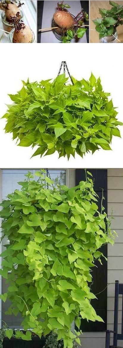 How To Grow Sweet Potato Vines