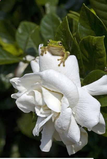 green tree frog on gardenia