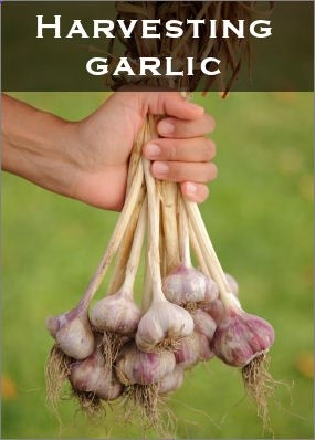 Growing Garlic
