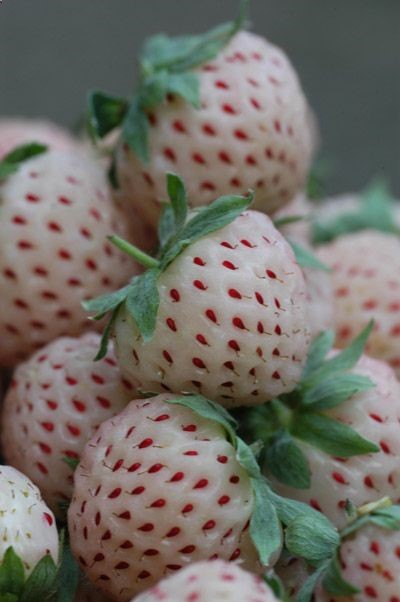 Trying a Pineberry is officially on my next years garden list. A white strawberry with red seeds…that tastes like a pineapple!