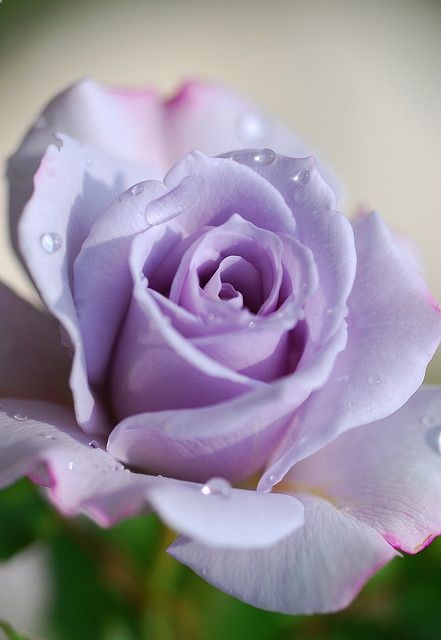 Violet Colored Rose
