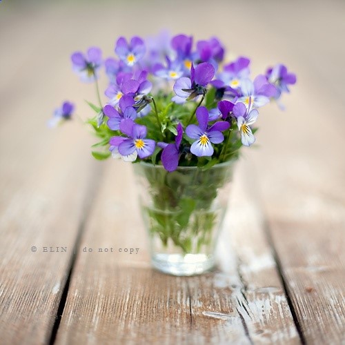 violets!