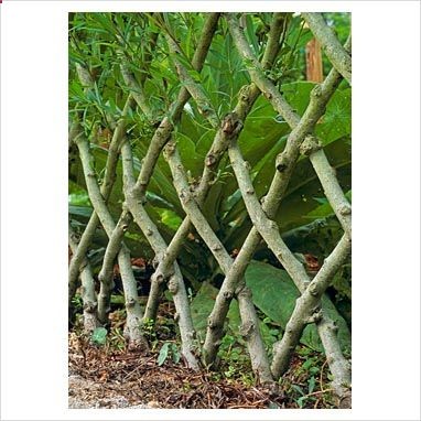 live willow fence