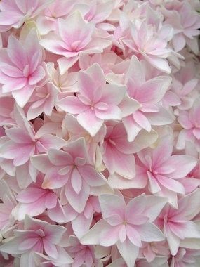 Hydrangea Double Del Flowers Garden Love