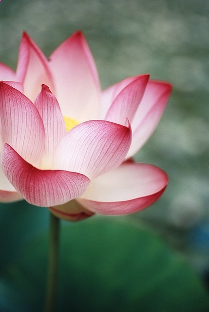 in bloom