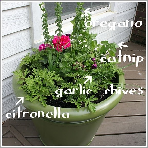mosquito repellent plant