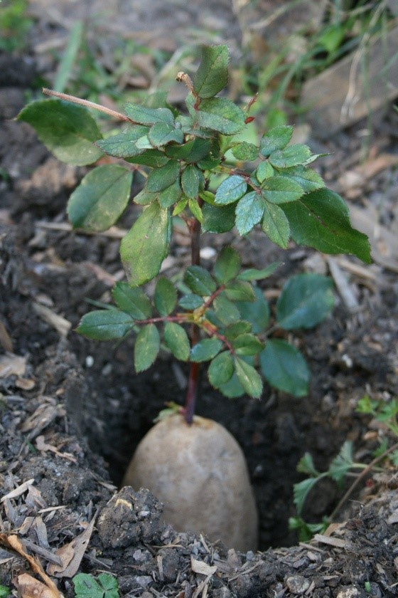 Growing rose cuttings with potatoes