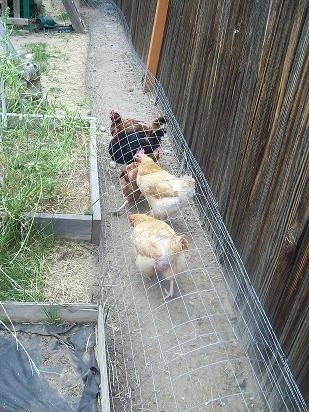 A chicken chunnel! Run it around your garden for pest control…