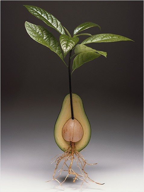 Best Indoor plants – an avocado tree!