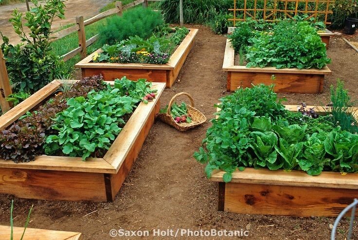Raised bed vegetable garden.