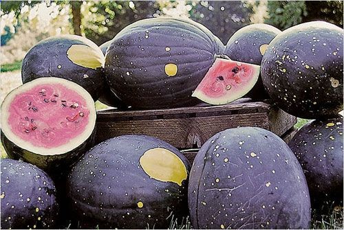 gorgeous moon  stars watermelons