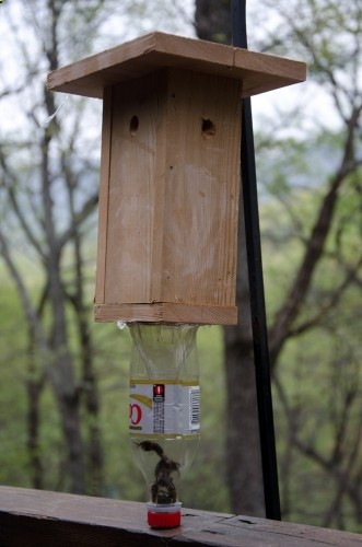 Carpenter Bee  Build Your Own Trap | Walter Reeves: The Georgia Gardener