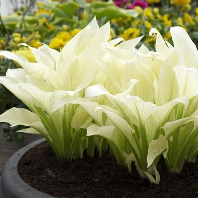 White Feather Hosta — An amazing new development – large pure white lush leaves emerge in late spring/early summer. Throughout the summer green streaks develop on the foliage creating an unusual yet beautiful effect. Lavender flowers in summer are just an additional bonus.
