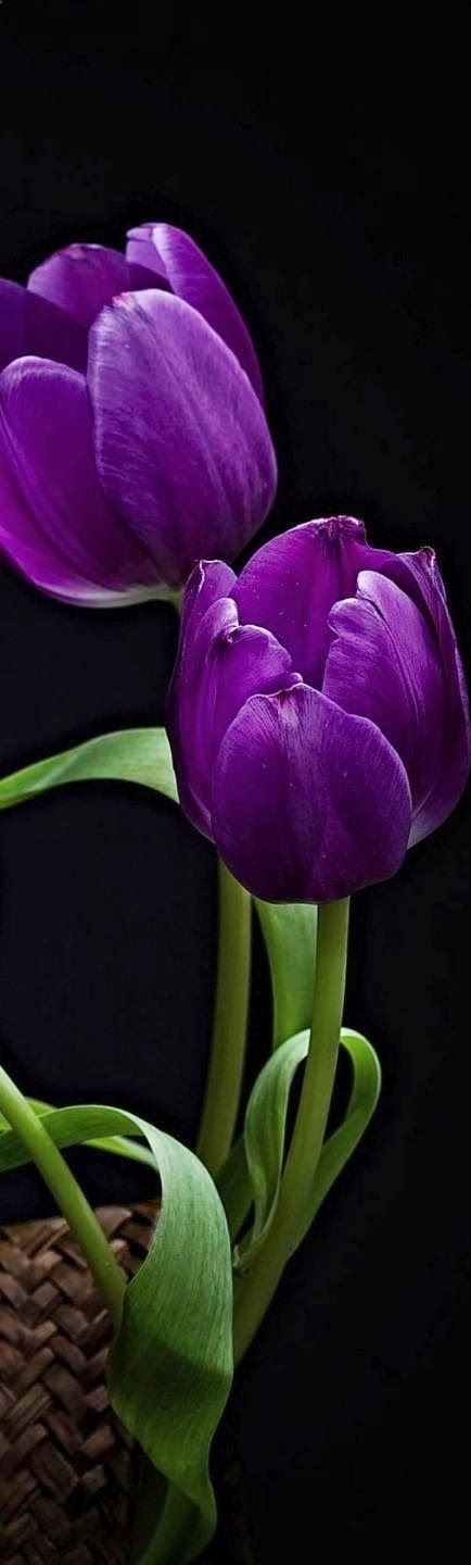 Purple Tulips