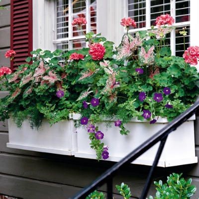 Spectacular Container Gardens: Geraniums, Caladiums  Petunias < Spectacular Container Gardens - Southern Living