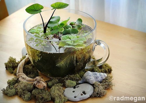 Table Top Water Garden!!