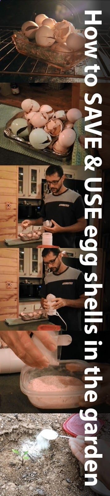 Tomato plants love extra calcium. egg shells have it. Daddykirbs Farm: How To Save, Store  Use Egg Shells in the Garden.