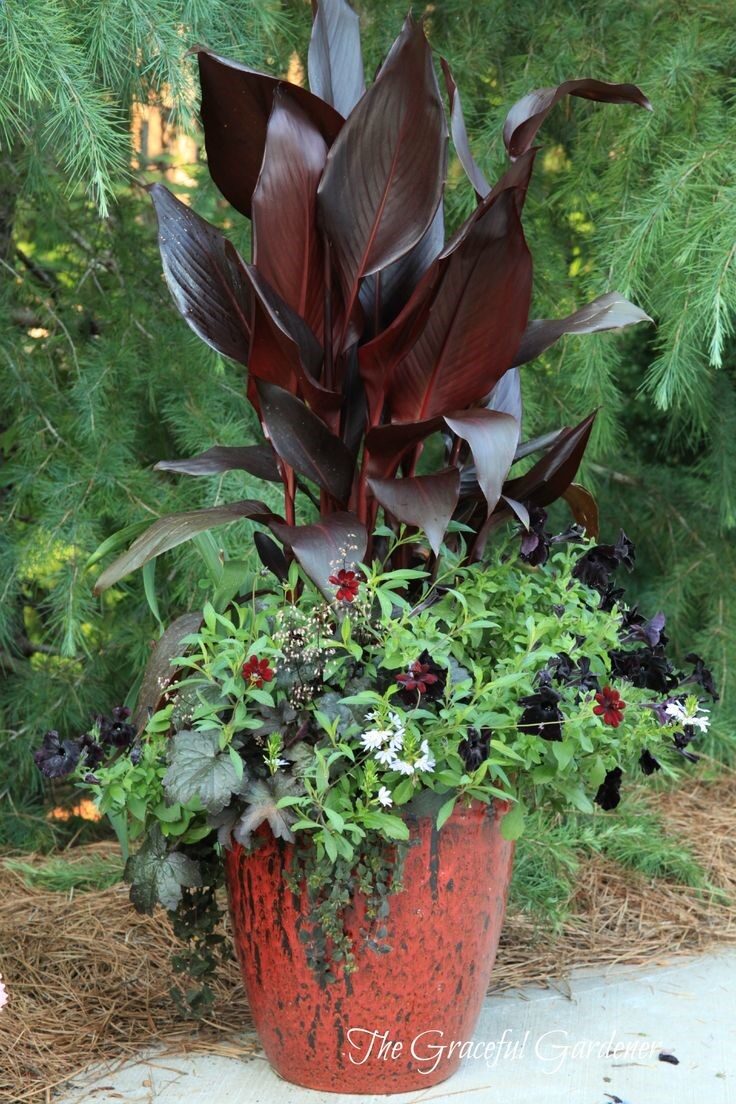 Canna Australia, Cosmos Choca Mocha, Heuchera Obsidian, Black Velvet petunia, Creeping Jenny Midnight Sun, Iris chrysographes Night Ruler (bloomed in spring see below), Scaevola Romeo. – Photo The Graceful Gardener