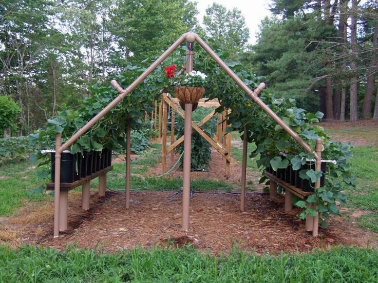 Gardening Ideas
