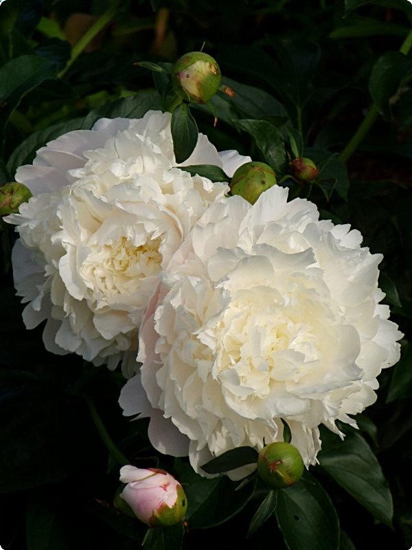 Moon River Peony