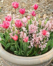 I want to plant some pots of spring bulbs this fall and then put them down the walk next year. I really like how this one looks.