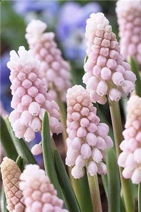 Muscari Pink Sunrise – new pink grape hyacinth