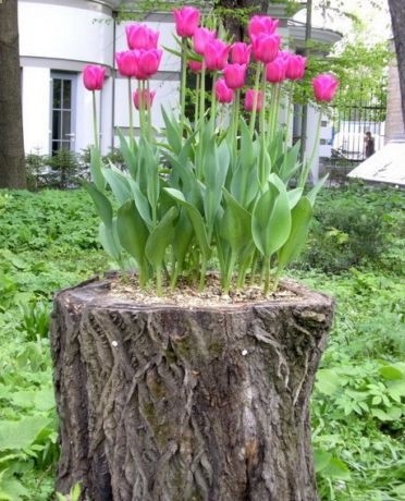Natural garden pot…now to find the perfect stump