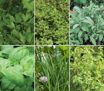 good herbs to group together in a pot