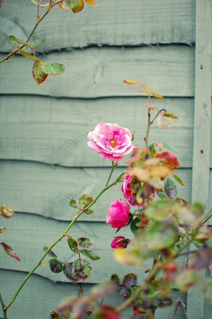 Roses