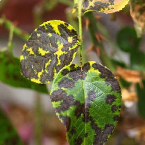 Get rid of that black spot fungus on your rose bushes with this homemade kitchen mix!