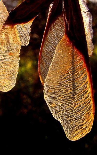 Wings of the Maple