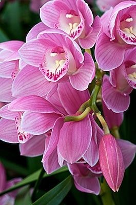 Gorgeous Flowers Garden amp; Love Gorgeous Flowers Garden amp; Love. The person who reads too much and uses his brain too little will fall into l…