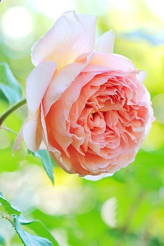 David Austin Rose – Abraham Darby