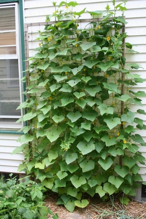 Cucumber trellis in my garden. I need to do this before my cucumbers get any bigger!
