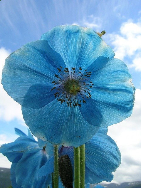 Blue Poppy