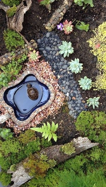 A real turtle in his own habitat: mini garden style. So sweet!!!